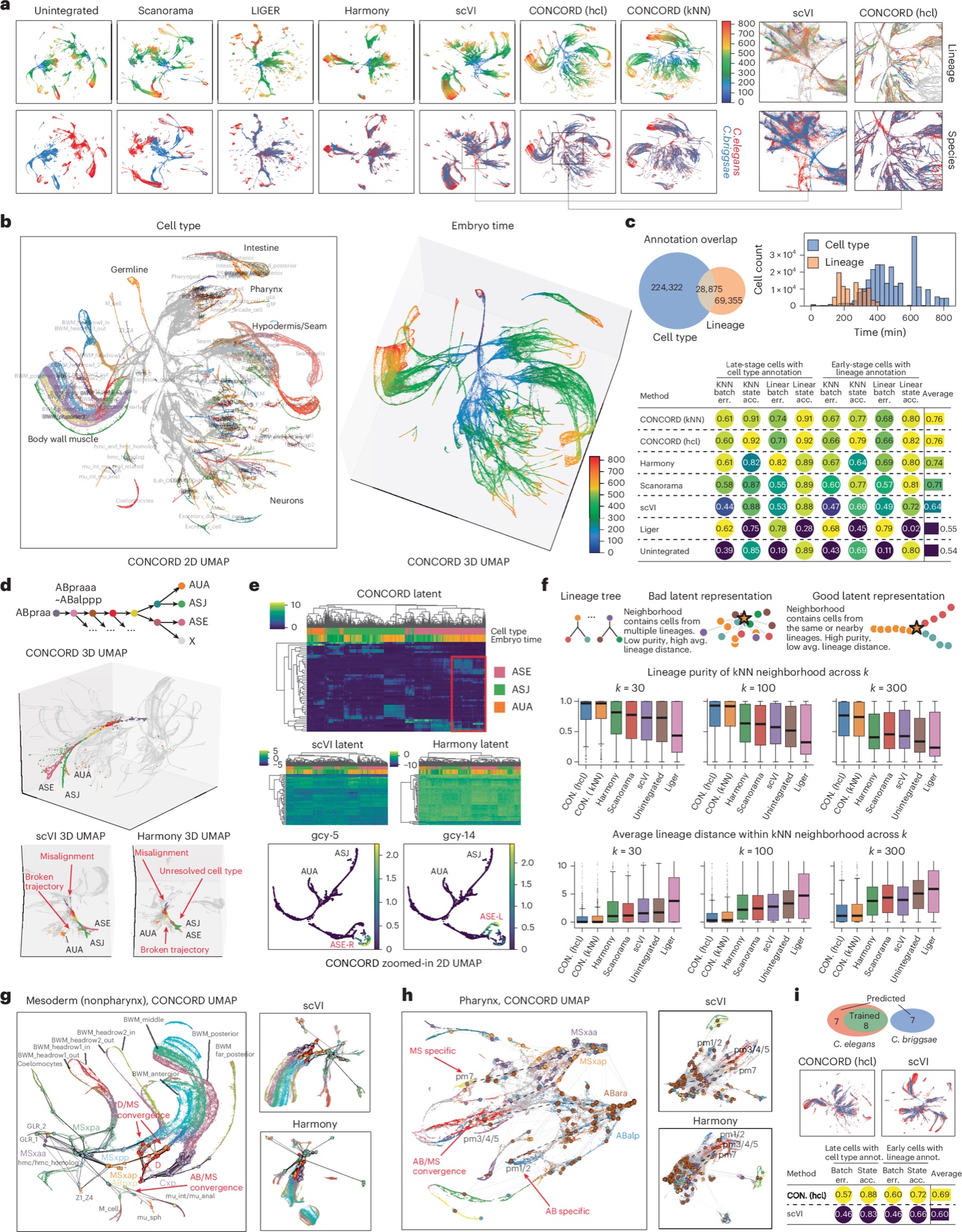 CONCORD embeddings of a cross-species embryogenesis atlas