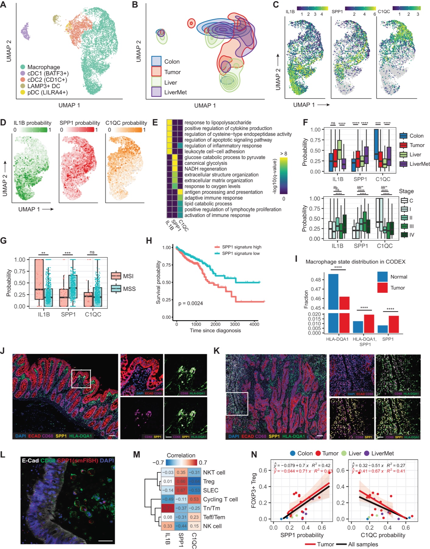 Spatial CODEX image of macrophage states in human colorectal cancer tissue