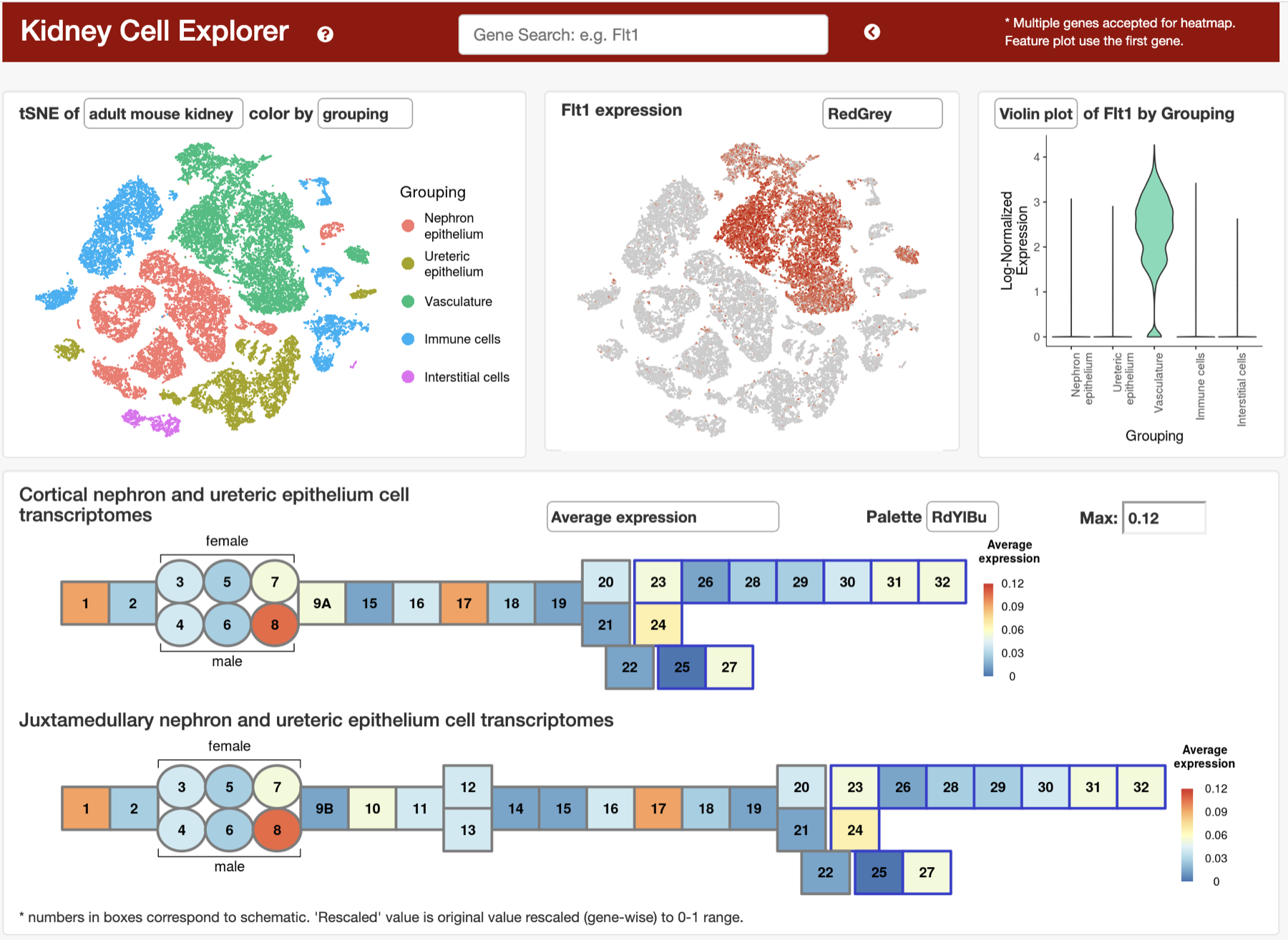 Kidney Cell Explorer showing kidney cell groups, Flt1 expression, and nephron ontology